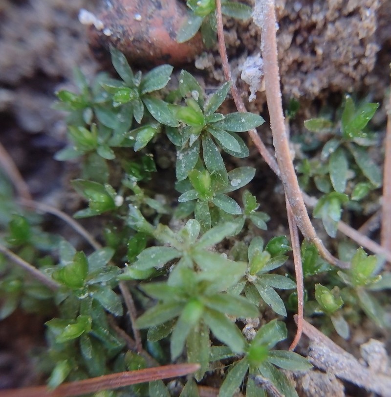 Atrichum Moss photo 3