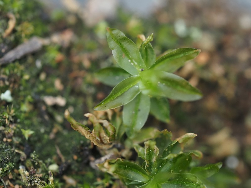 Atrichum Moss photo 4