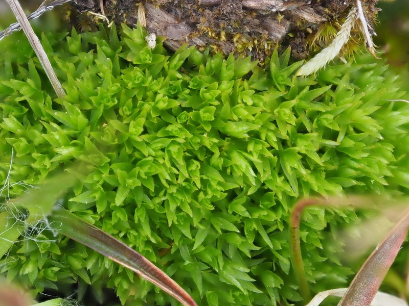 Atrichum Moss photo 5