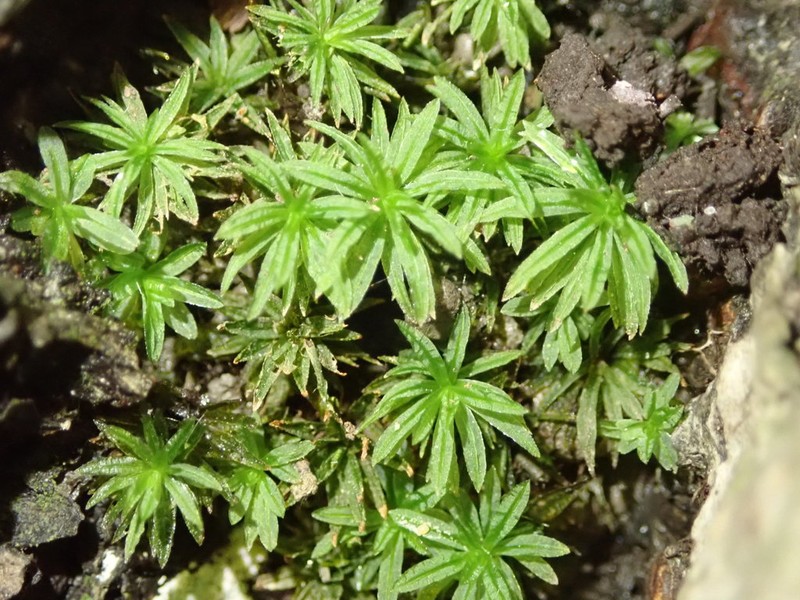 Atrichum Moss photo 7