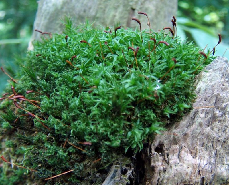 Undulate Atrichum Moss