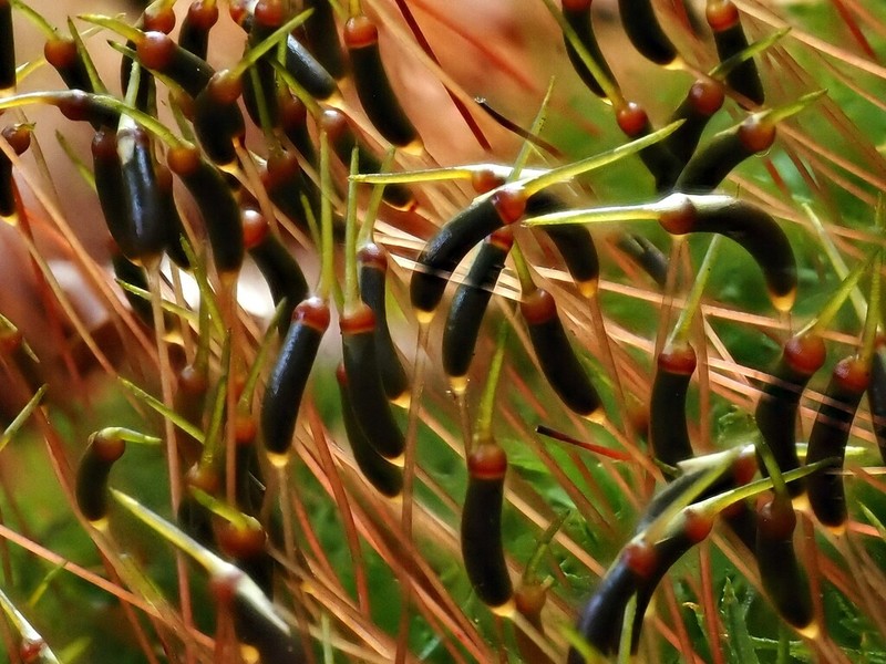 Undulate Atrichum Moss