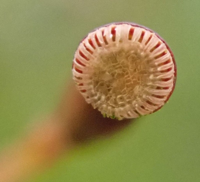 Undulate Atrichum Moss photo 2