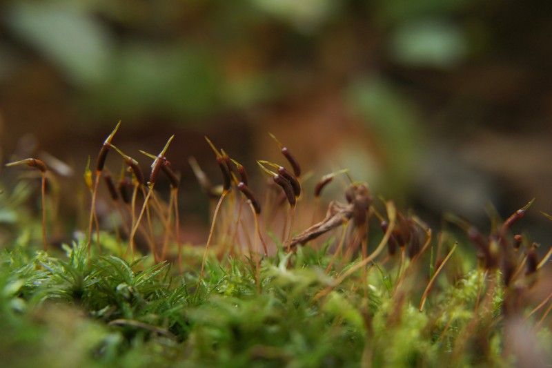 Undulate Atrichum Moss photo 3