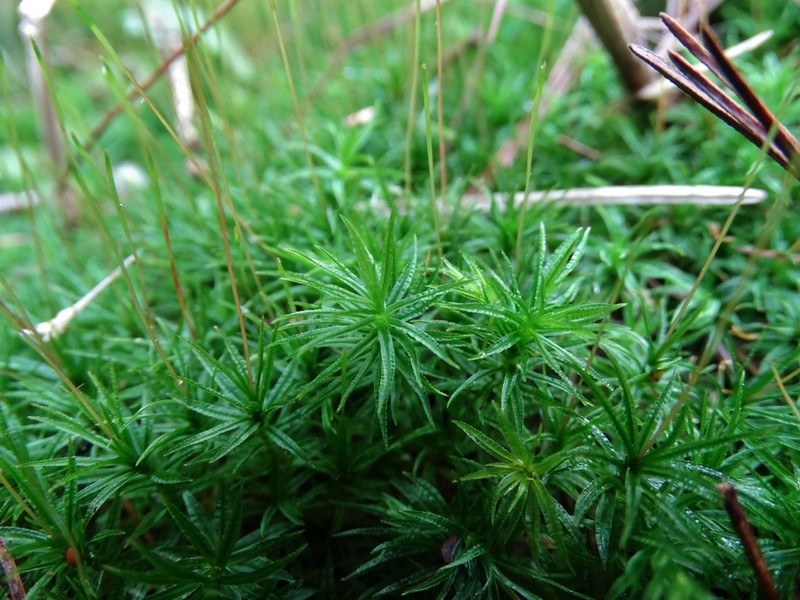 Undulate Atrichum Moss photo 4