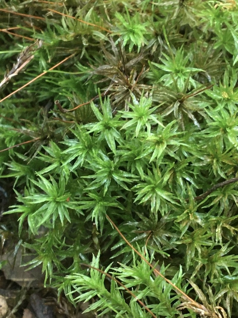 Undulate Atrichum Moss photo 5