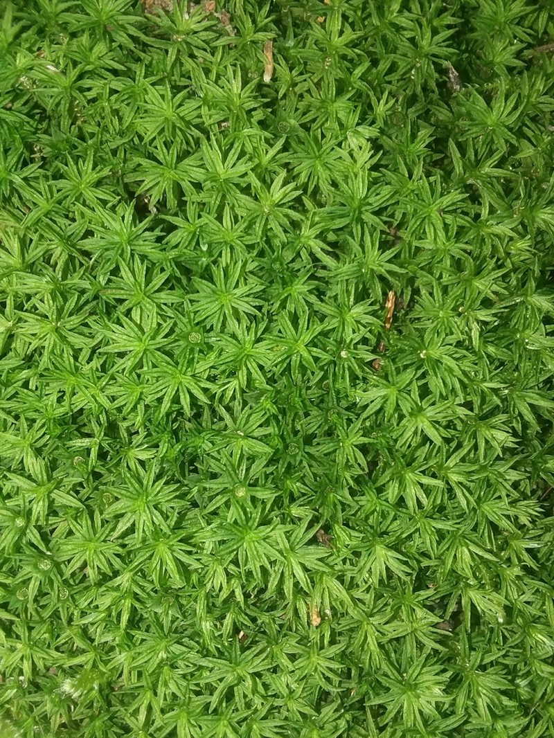 Undulate Atrichum Moss photo 6