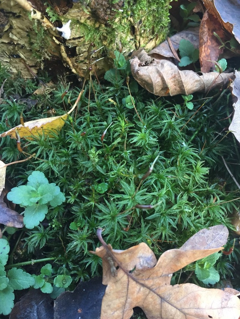 Undulate Atrichum Moss photo 7