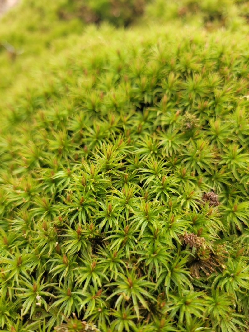 Undulate Atrichum Moss photo 8