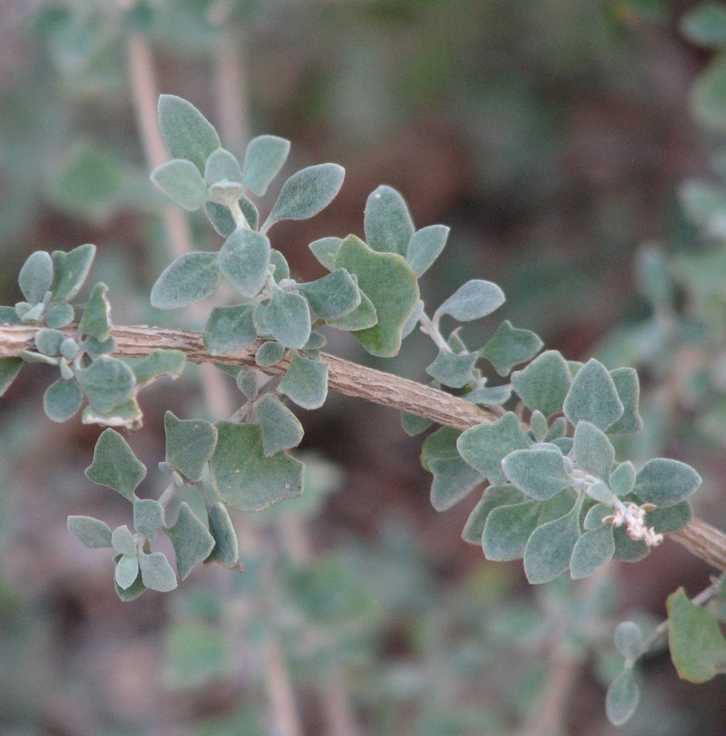 Swamp Saltbush