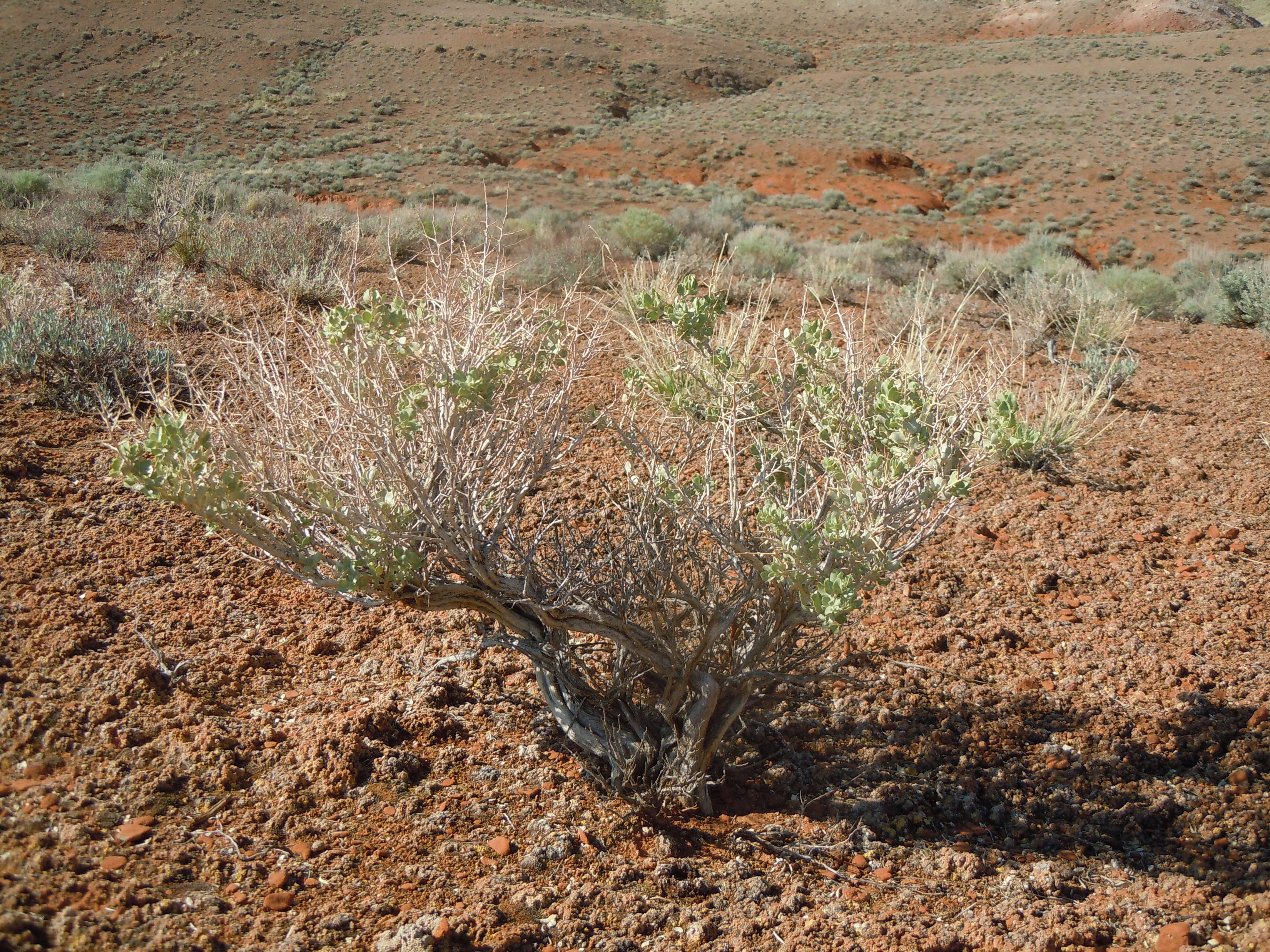 Shadscale Saltbush photo 2