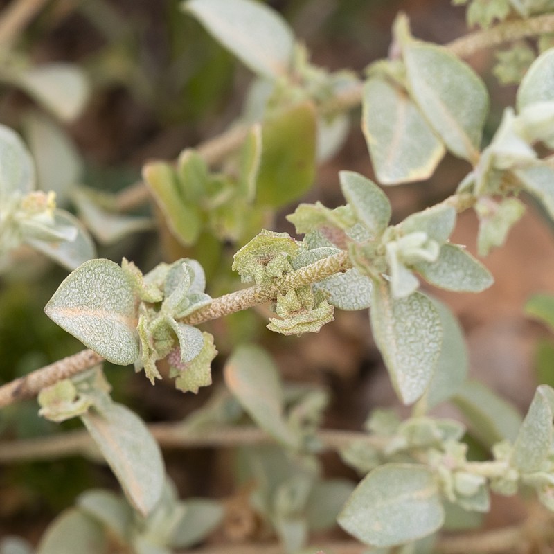 Small Saltbush