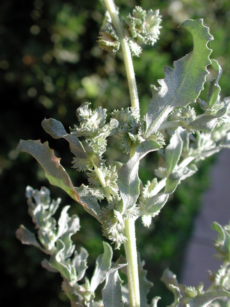Wheelscale Saltbush photo 2
