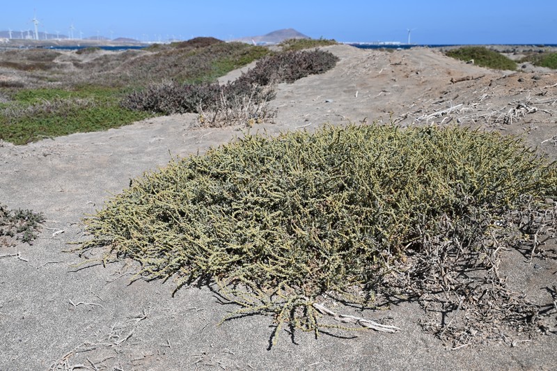 Waxy Saltbush photo 2