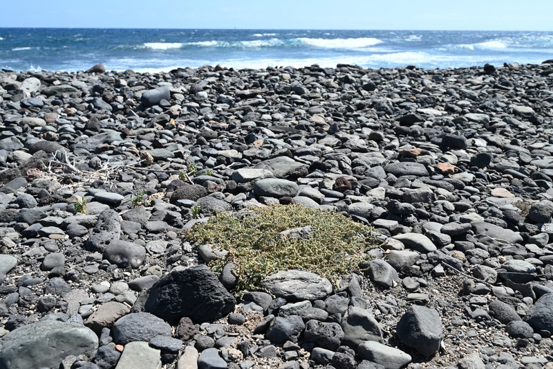 Waxy Saltbush photo 3