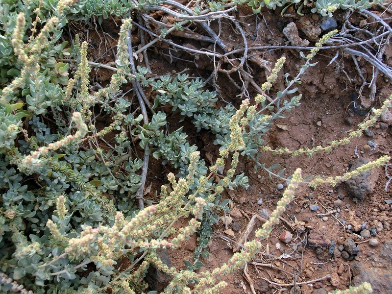 Waxy Saltbush