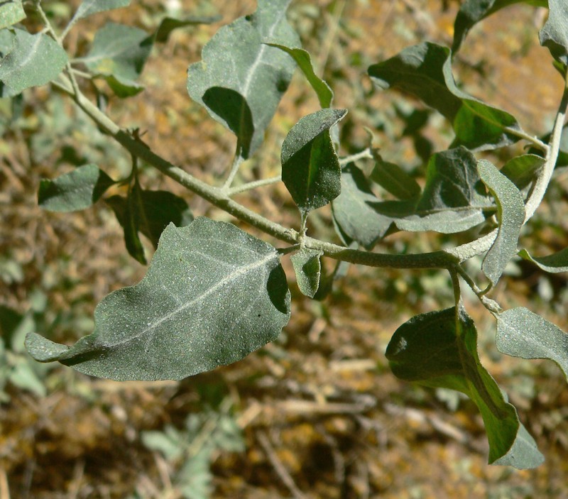 Big Saltbush