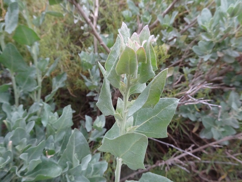 Lindley's Saltbush photo 2