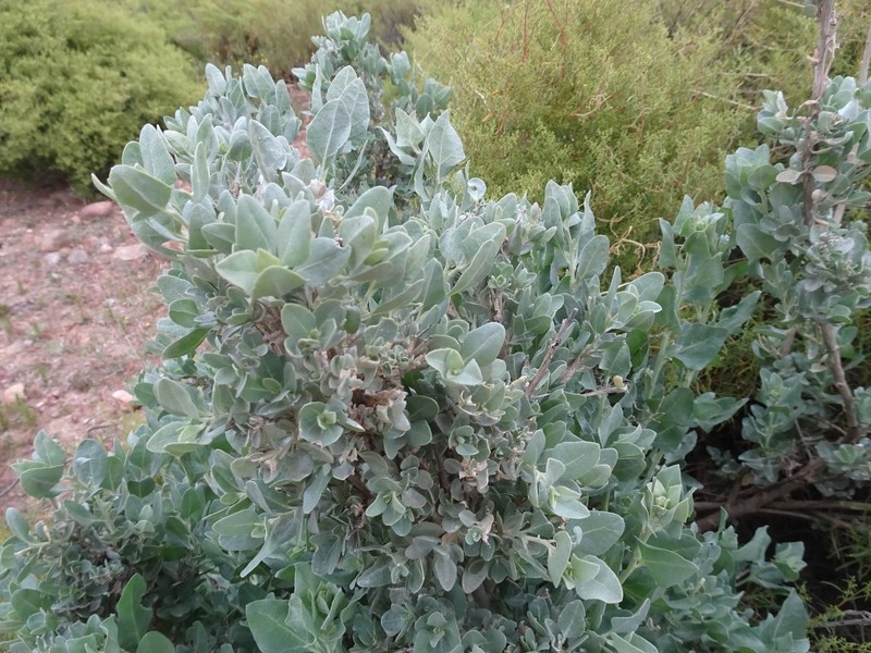 Lindley's Saltbush photo 3