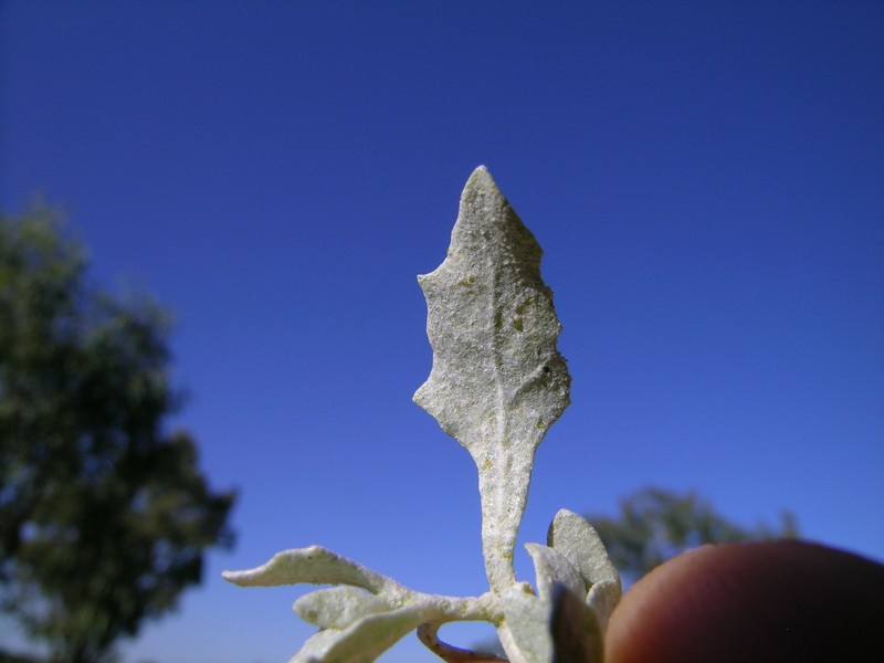Lindley's Saltbush photo 4