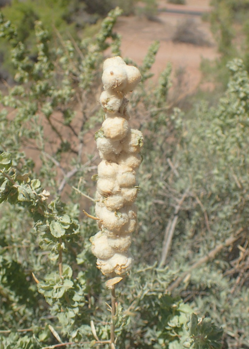 New Mexico Saltbush