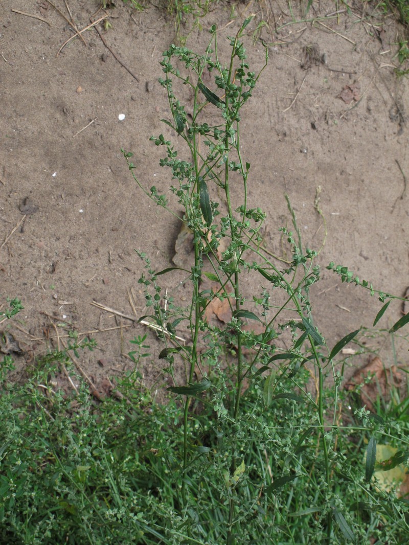 Oblongleaf Orache photo 2