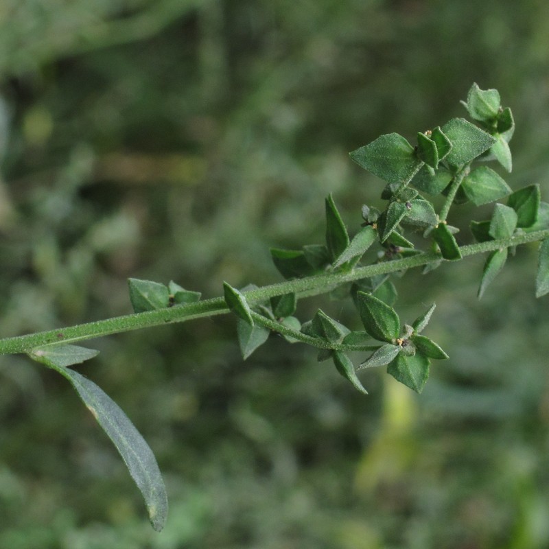Oblongleaf Orache photo 3