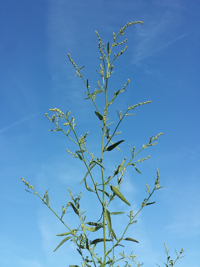 Oblongleaf Orache