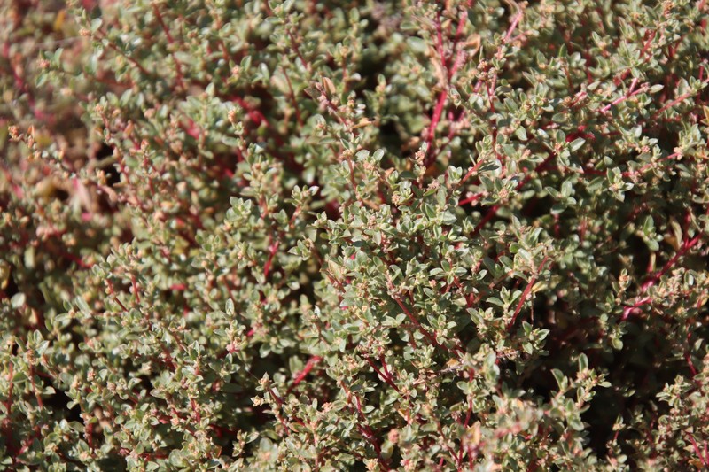 Davidson's Saltbush photo 2