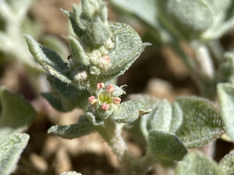 Powell's Saltweed photo 2