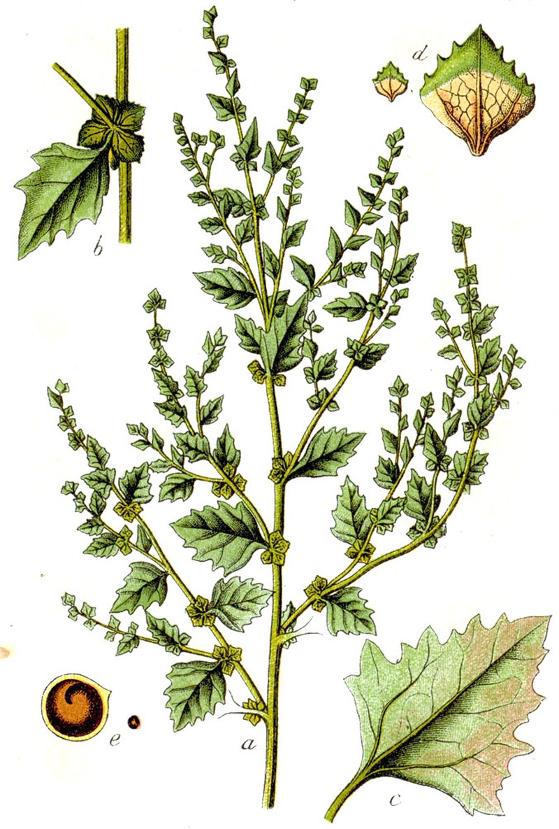 Tumbling Saltweed