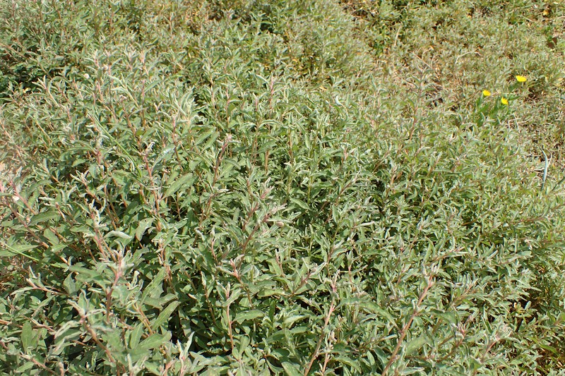 Australian Saltbush photo 2