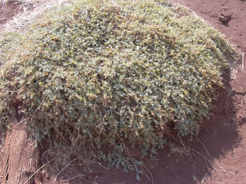 Australian Saltbush photo 3