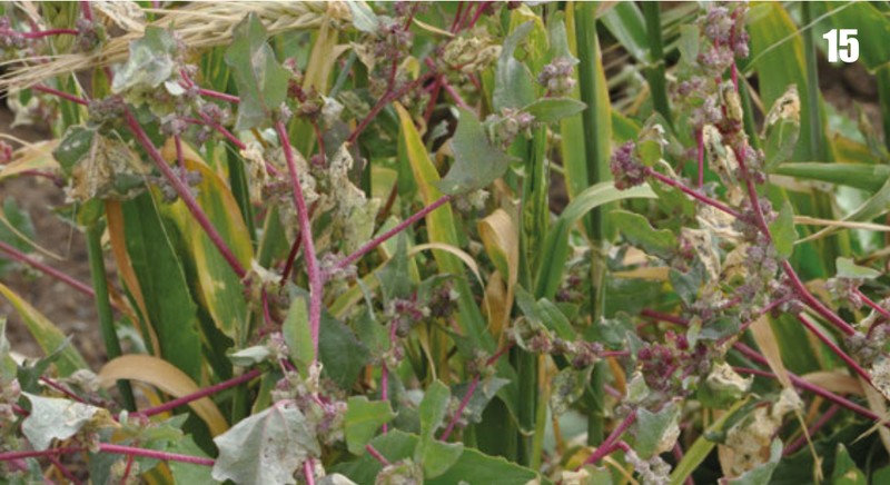 Siberian Saltbush photo 2