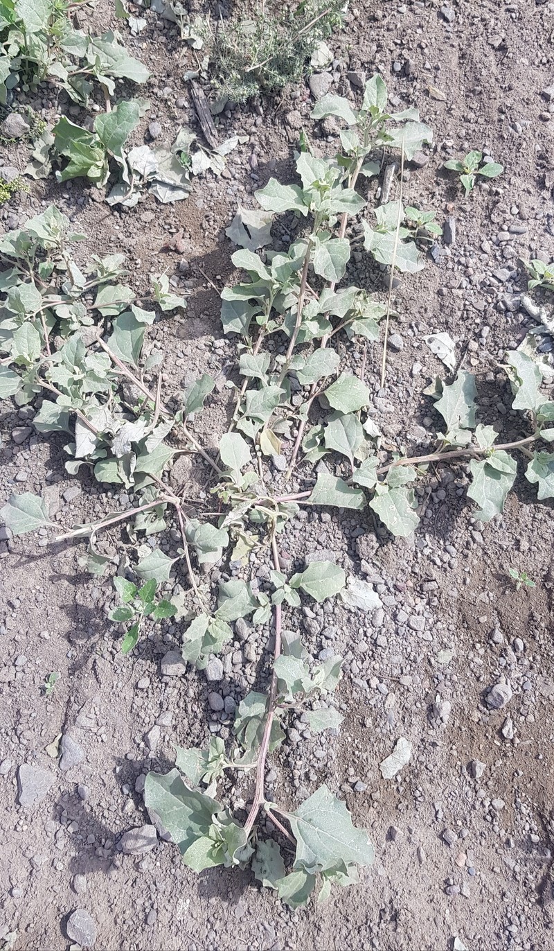 Siberian Saltbush photo 3