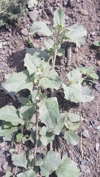 Siberian Saltbush