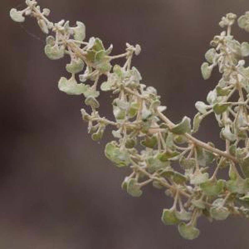 Mallee Saltbush photo 2