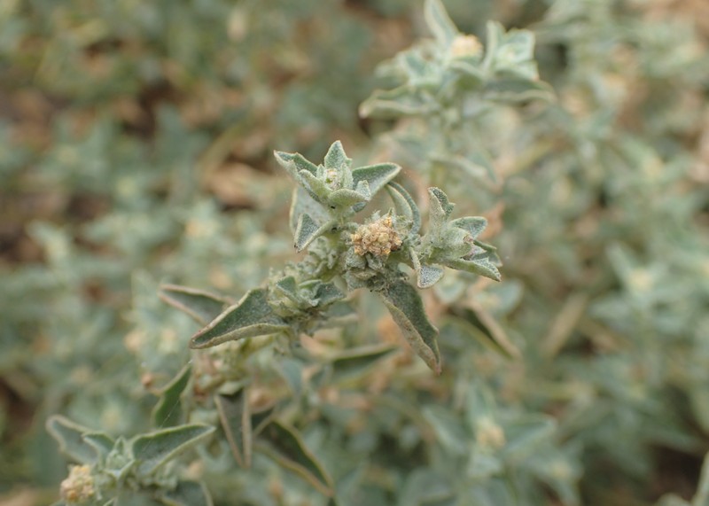 Peregrine Saltbush photo 2
