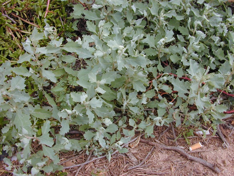 Peregrine Saltbush