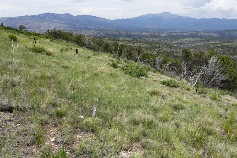 Wavy-Leaved Saltbush