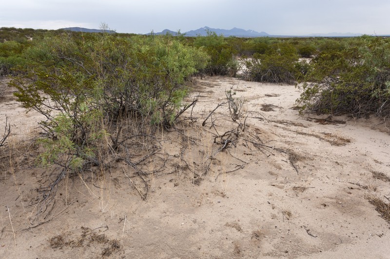 Wavy-Leaved Saltbush photo 2