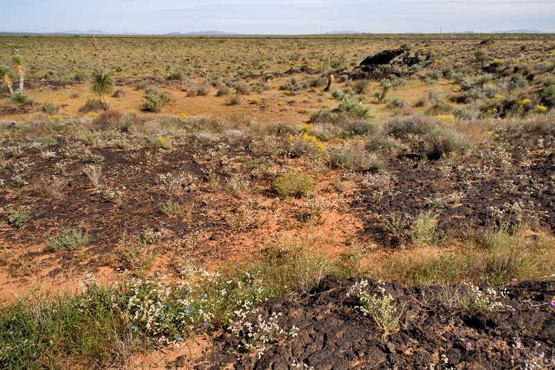 Wavy-Leaved Saltbush photo 3