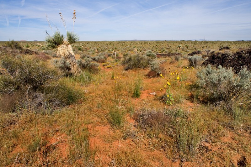 Wavy-Leaved Saltbush photo 4