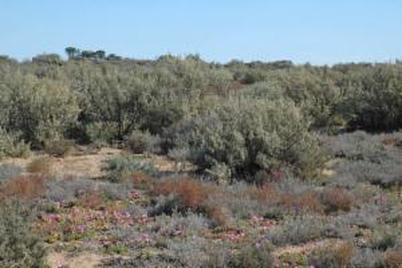 Aboriginal Saltbush photo 2