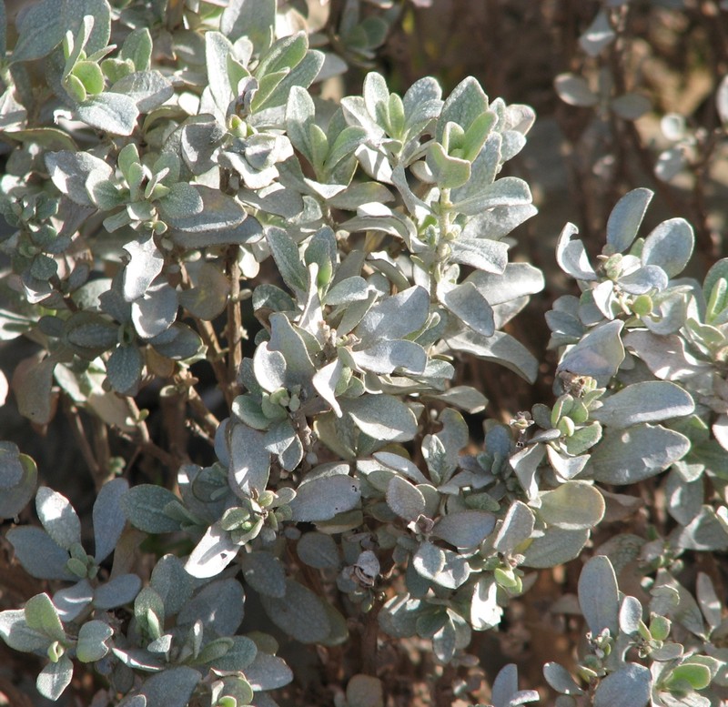 Aboriginal Saltbush