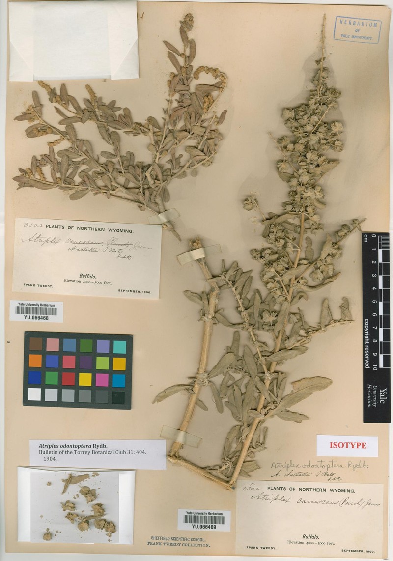 Saltbush