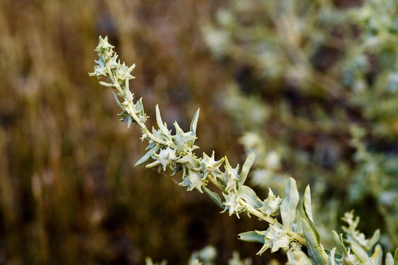 Tubercled Saltbush
