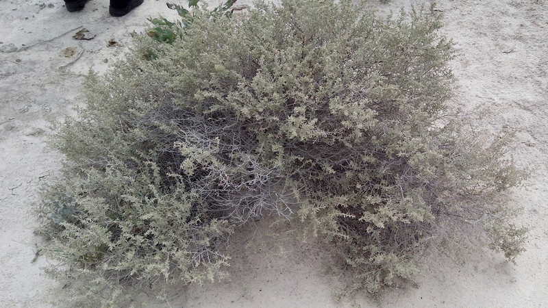 Tubercled Saltbush photo 3