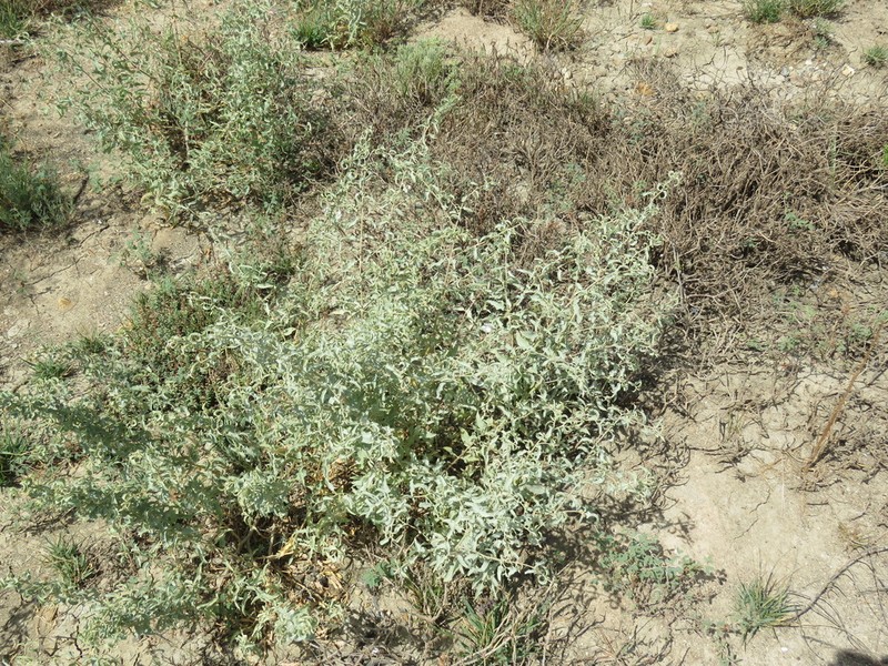 Tubercled Saltbush photo 4
