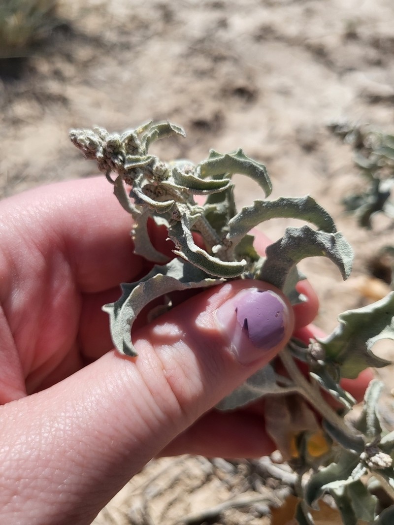Tubercled Saltbush photo 5
